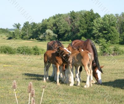 Grooming Clydesdales