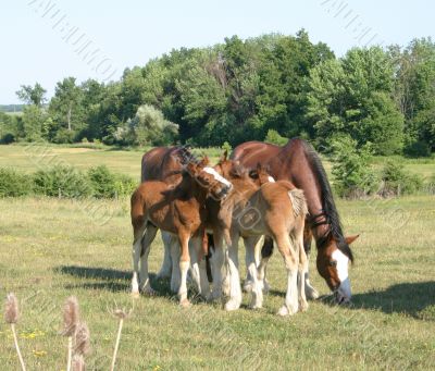 Grooming Clydesdales