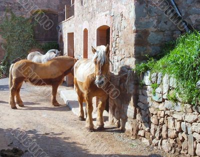  Draft horses for Gypsy Wagons