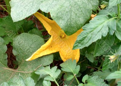 Shy  Pumpkin blossom peeking out