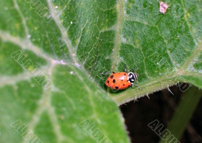  Ladybug on Squash Leaf  close up