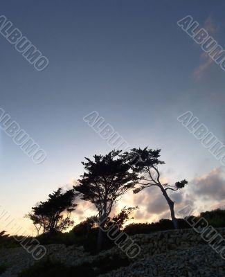 Silhouettes of trees on a background of a decline