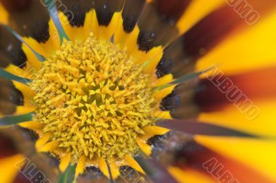 Yellow garzania Yellow garzania