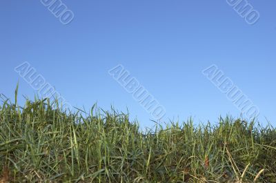 Grass and sky