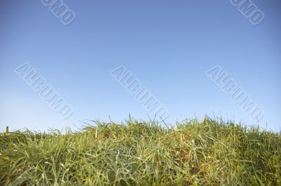 Grass and sky