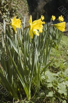 Daffodils