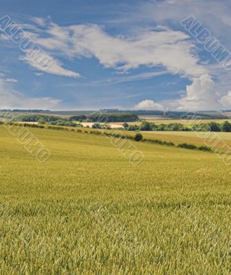 Wheat fields