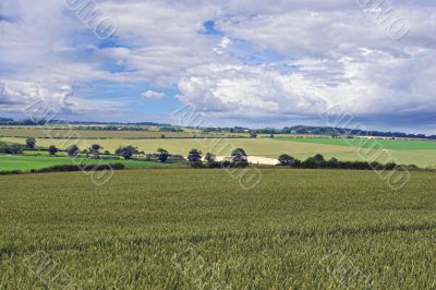 Wheat fields