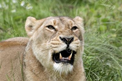 Snarling lioness