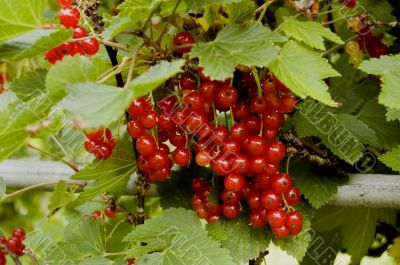 The red currant hangs on a branch