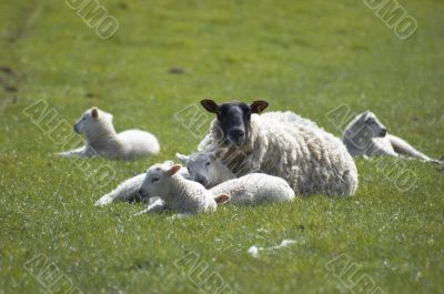 Ewe and Lambs