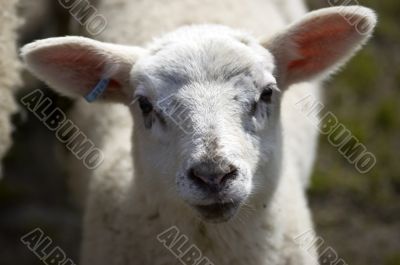 Lamb