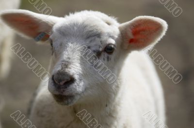 Lamb