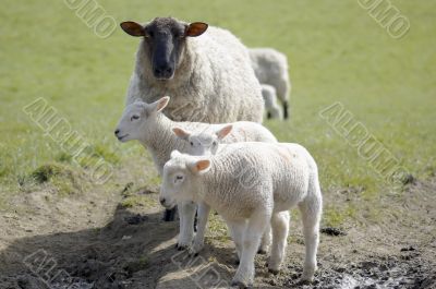Mum and lambs