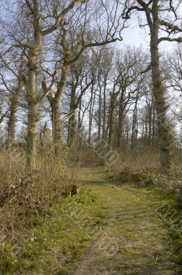 Woodland path