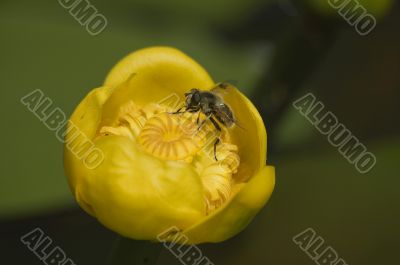 Water lily and a bee