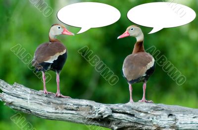 Ducks conversion Ducks conversion