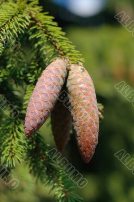 Pine lumps