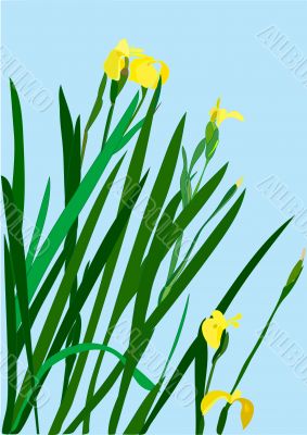 Wild yellow iris