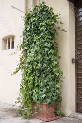 Ivy Planter