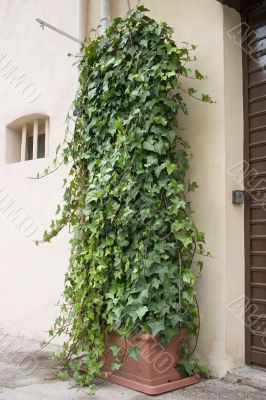 Ivy Planter Ivy Planter