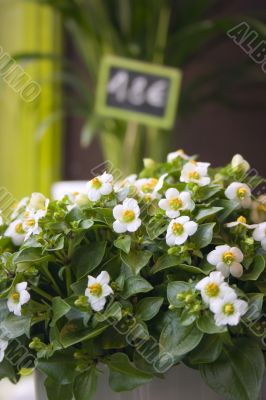 Olympia white begonia
