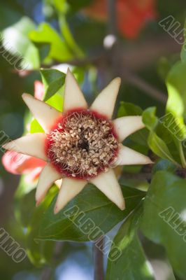 Pomegranate beginnings