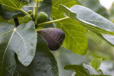 Summer figs