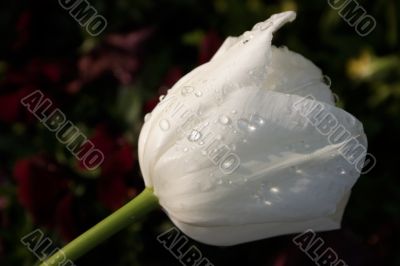 White tulip