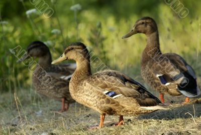 Mallard Ducks