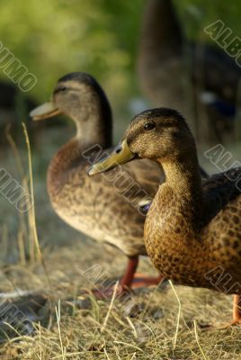 Two Brown Ducks