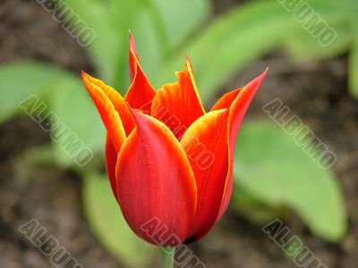 red tulip red tulip