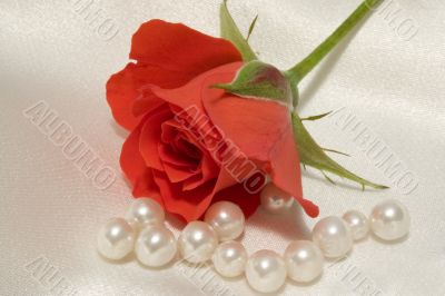 Rose and pearls
