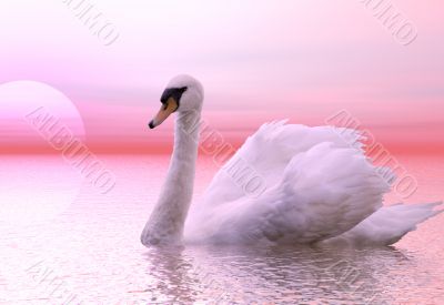 Swan Swan