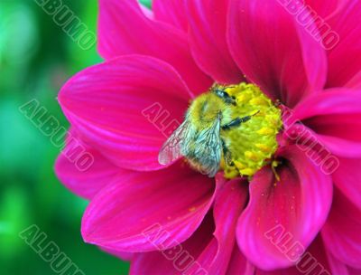 Bee and dahlia