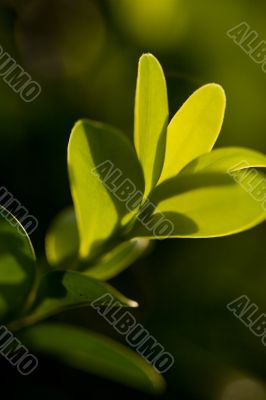 sunlight hits green leafs