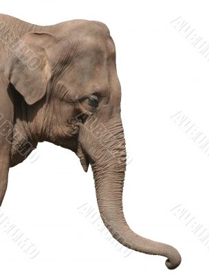 An elephant head isolated