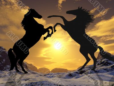 Fighting stallions Fighting stallions