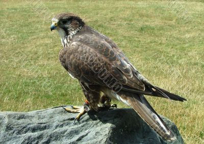 Harris Hawk Harris Hawk