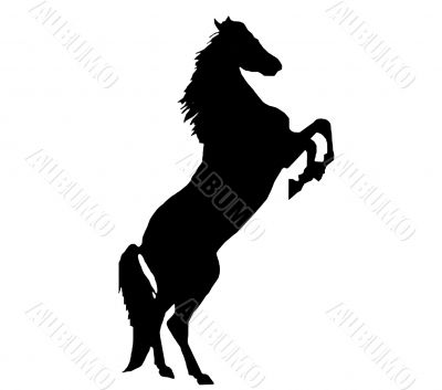 Rearing horse Rearing horse