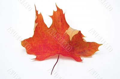 Last leaf Last leaf