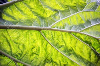 A close up of a leaf A close up of a leaf