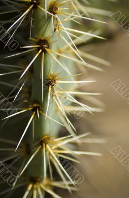 Watch the cactus thorns