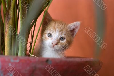 Surprised cat into a vase