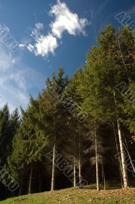 Sunny pine woods