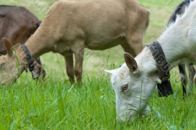 domestic goats parturing in meadow