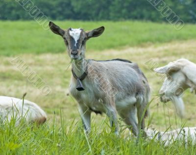 little domestic goat in meadow
