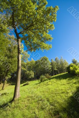 summer woodland wide angle view in sunny day