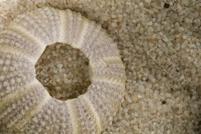 sea urchin shell in beach sand