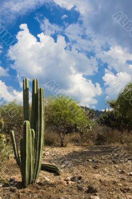 Organ Cactus portrait